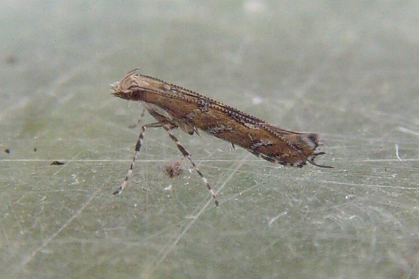 acrocercopsbrongniardella.jpg