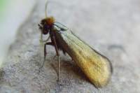 adelarufimitrella2_small.jpg