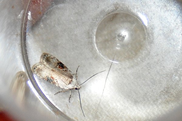 agonopterixalstromeriana.jpg