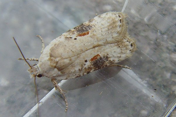 agonopterixalstromeriana2.jpg