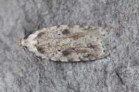 agonopterixarenella_small.jpg