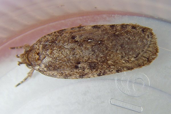 agonopterixheracliana.jpg