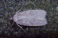 agonopterixheracliana2_small.jpg