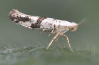 argyresthiacurvella_small.jpg