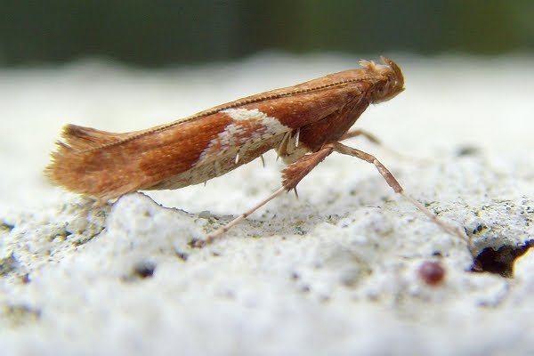 caloptiliastigmatella.jpg