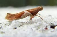 caloptiliastigmatella_small.jpg