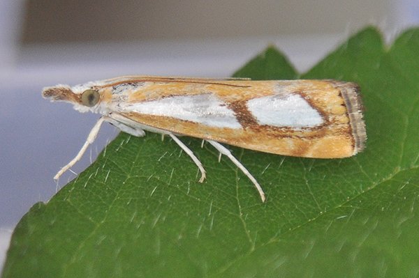 catoptriapinella.jpg