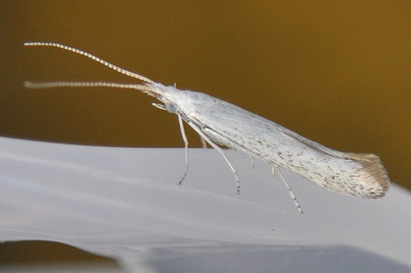 coleophoraanatipennella.jpg