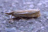 crambuslathoniellus_small.jpg