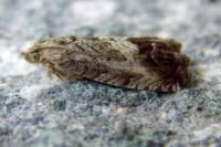 cydiasplendana_small.jpg