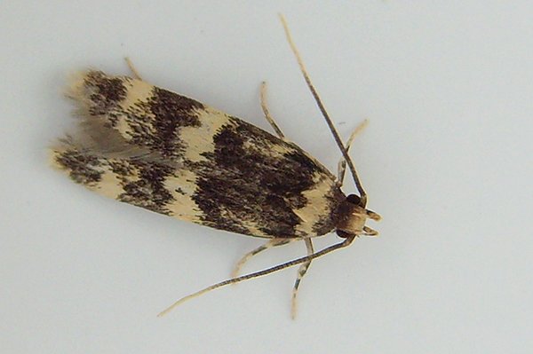 oegoconiaquadripuncta.jpg