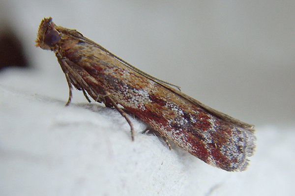 pempelielladilutella2.jpg