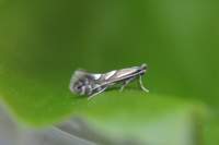 phyllonoryctermaestingella_small.jpg