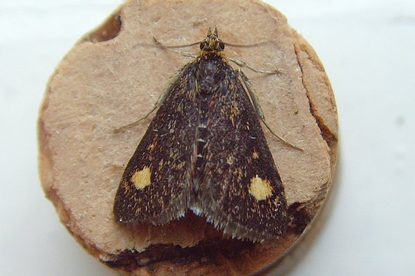 pyraustaaurata.jpg