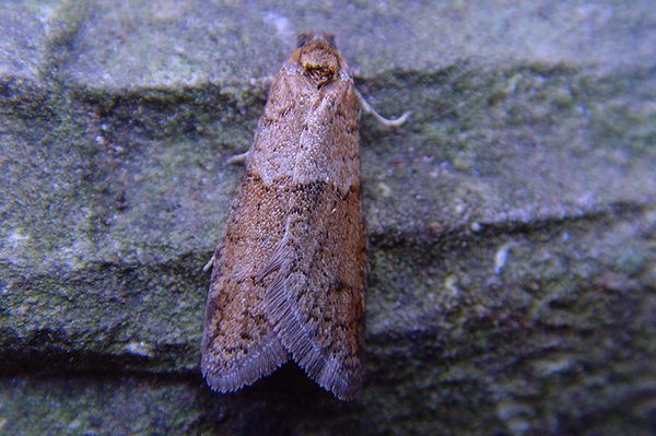 tortricodesalternella2.jpg