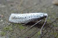 yponomeutaevonymella_small.jpg