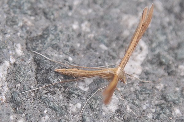 stenoptiliapterodactyla.jpg