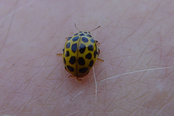 16-Spot Ladybird photo