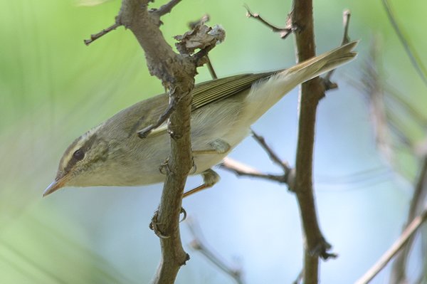 arcticwarbler.jpg