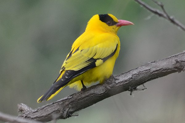 blacknapedoriole.jpg