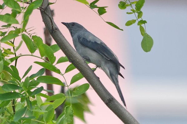 blackwingedcuckooshrike.jpg