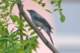 blackwingedcuckooshrike_small.jpg