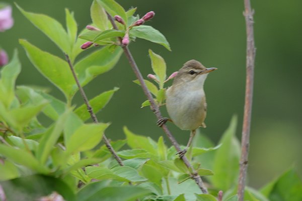 bluntwingedwarbler.jpg