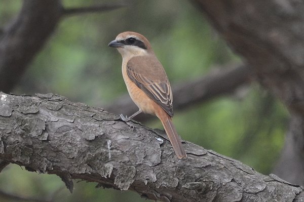 brownshrike.jpg