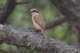 brownshrike_small.jpg