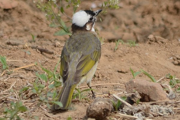 chinesebulbul.jpg