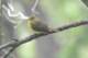 chineseflycatcher_small.jpg