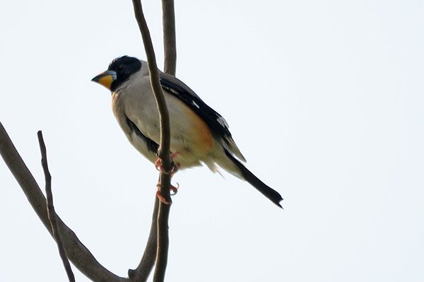 chinesegrosbeak.jpg