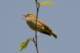 chineseleafwarbler_small.jpg