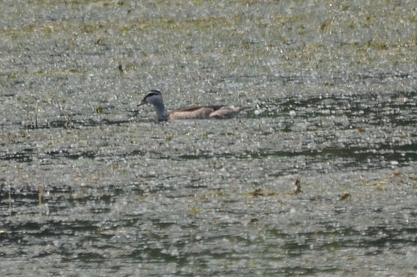 cottonpygmygoose.jpg