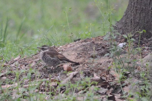 duskythrush.jpg