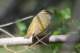 easterncrownedwarbler_small.jpg