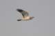 easternmarshharrier_small.jpg