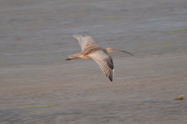 fareasterncurlew.jpg