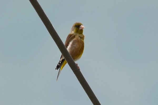 greycappedgreenfinch.jpg