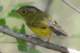 greycrownedwarbler_small.jpg