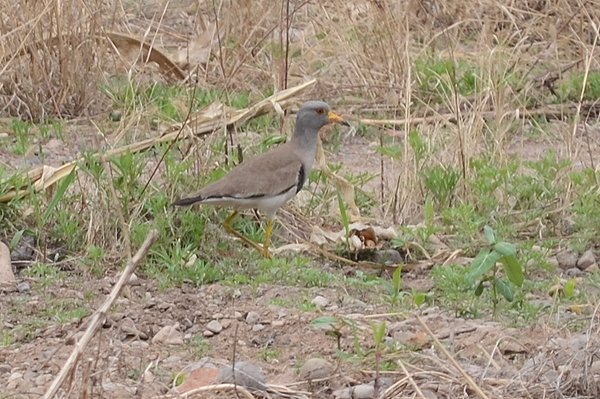 greyheadedlapwing.jpg