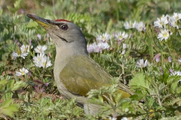 greyheadedwoodpecker.jpg