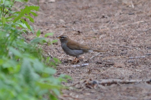 greysidedthrush.jpg