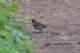 greysidedthrush_small.jpg