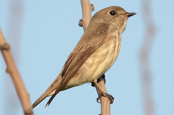 greystreakedflycatcher.jpg