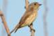 greystreakedflycatcher_small.jpg