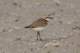 kentishplover_small.jpg