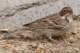 littlebunting_small.jpg