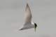 littletern_small.jpg