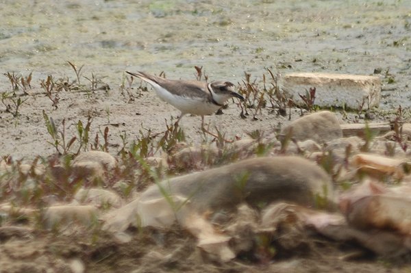 longbilledplover.jpg